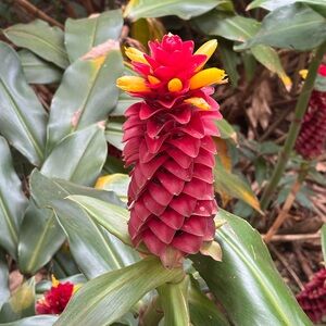 Meet your Posher, Zayena